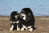 DOGUE DU TIBET 111